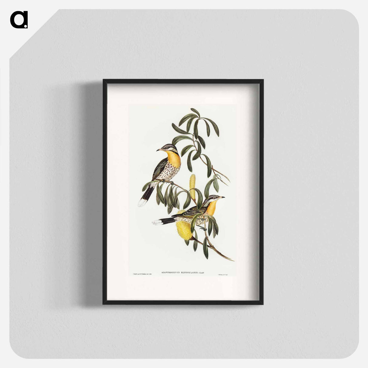 アートポスター-Spiny-cheeked Honey-eater
 - オーストラリアの鳥 Poster.