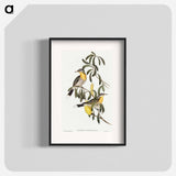 アートポスター-Spiny-cheeked Honey-eater
 - オーストラリアの鳥 Poster.