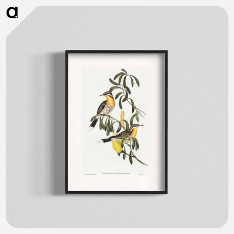 アートポスター-Spiny-cheeked Honey-eater
 - オーストラリアの鳥 Poster.