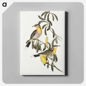 アートパネル-Spiny-cheeked Honey-eater
 - オーストラリアの鳥 Canvas.