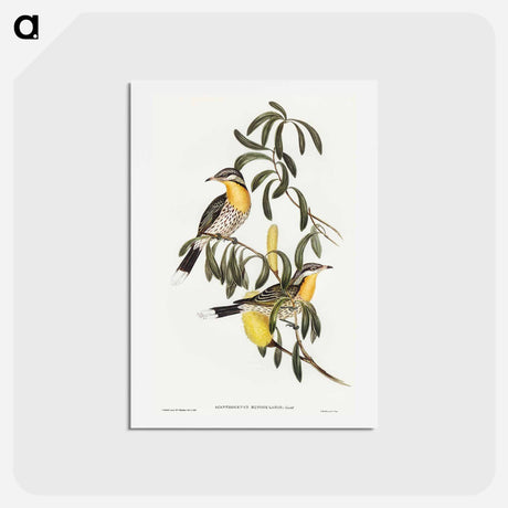 アートポストカード-Spiny-cheeked Honey-eater
 - オーストラリアの鳥 Postcard.