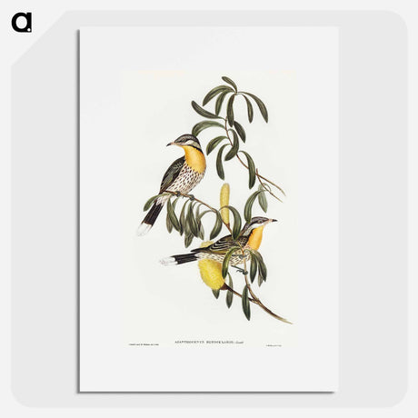 アートポスター-Spiny-cheeked Honey-eater
 - オーストラリアの鳥 Poster.