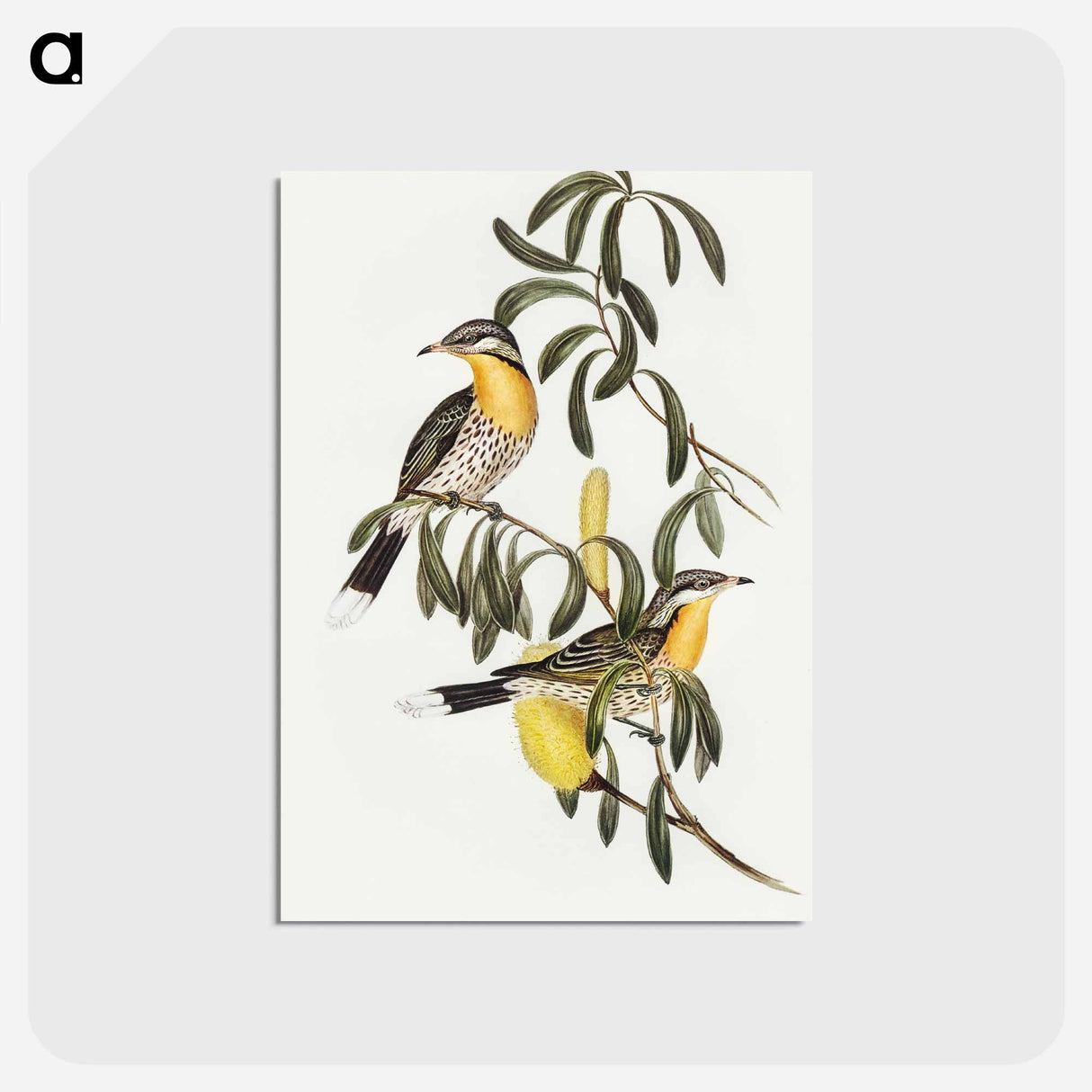 アートポストカード-Spiny-cheeked Honey-eater
 - オーストラリアの鳥 Postcard.