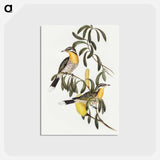 アートポストカード-Spiny-cheeked Honey-eater
 - オーストラリアの鳥 Postcard.