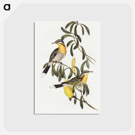 アートポストカード-Spiny-cheeked Honey-eater
 - オーストラリアの鳥 Postcard.