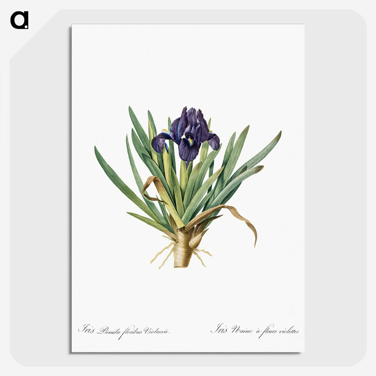 2-8_The-Lilies_picture-crop