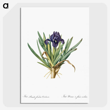2-8_The-Lilies_picture-crop