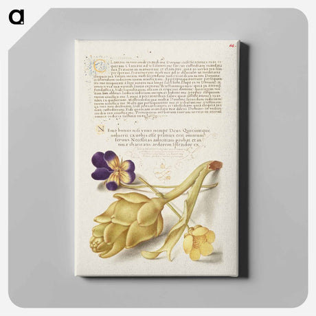アートパネル-Wild Pansy and Artichoke from Mira Calligraphiae Monumenta
 - 書道のお手本 Canvas.
