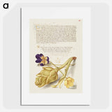 アートポスター-Wild Pansy and Artichoke from Mira Calligraphiae Monumenta
 - 書道のお手本 Poster.