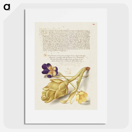 アートポスター-Wild Pansy and Artichoke from Mira Calligraphiae Monumenta
 - 書道のお手本 Poster.