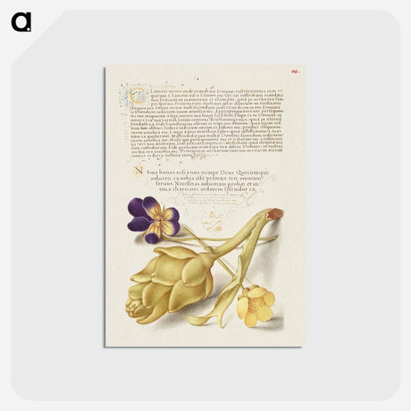 アートポストカード-Wild Pansy and Artichoke from Mira Calligraphiae Monumenta
 - 書道のお手本 Postcard.