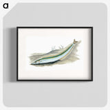 2-8_The-Natural-History-of-British-Fishes_blk