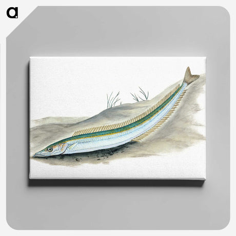 2-8_The-Natural-History-of-British-Fishes_canvas