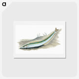 2-8_The-Natural-History-of-British-Fishes_hagaki