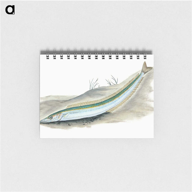 2-8_The-Natural-History-of-British-Fishes_memo