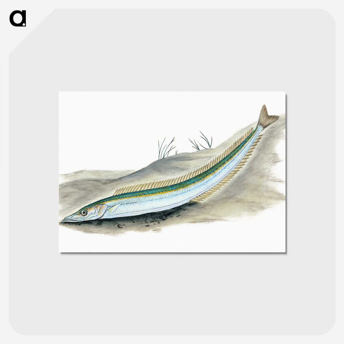 2-8_The-Natural-History-of-British-Fishes_postcard