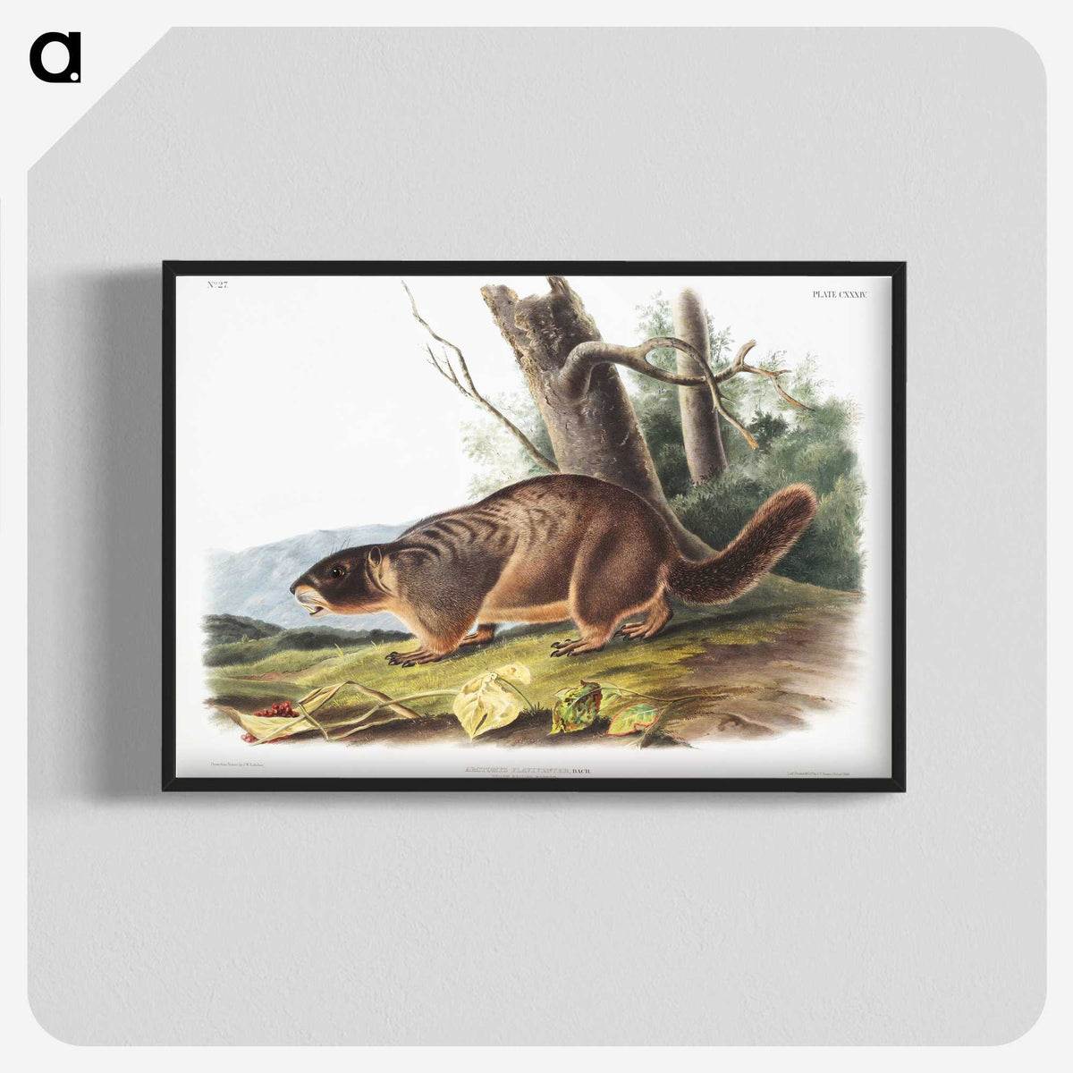 2-8_The-Viviparous-Quadrupeds_blk-crop