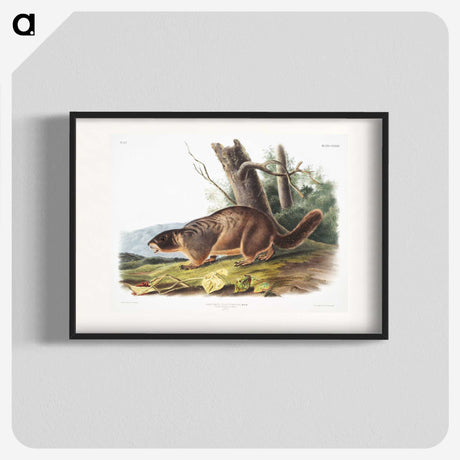 2-8_The-Viviparous-Quadrupeds_blk