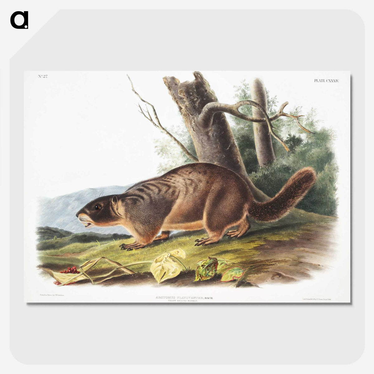2-8_The-Viviparous-Quadrupeds_picture-crop