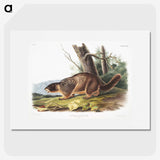 2-8_The-Viviparous-Quadrupeds_picture