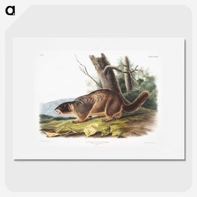 2-8_The-Viviparous-Quadrupeds_picture