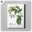 2-8_Treatise-on-Trees-and-Shrubs_canvas