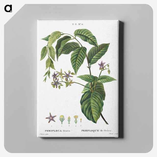 2-8_Treatise-on-Trees-and-Shrubs_canvas