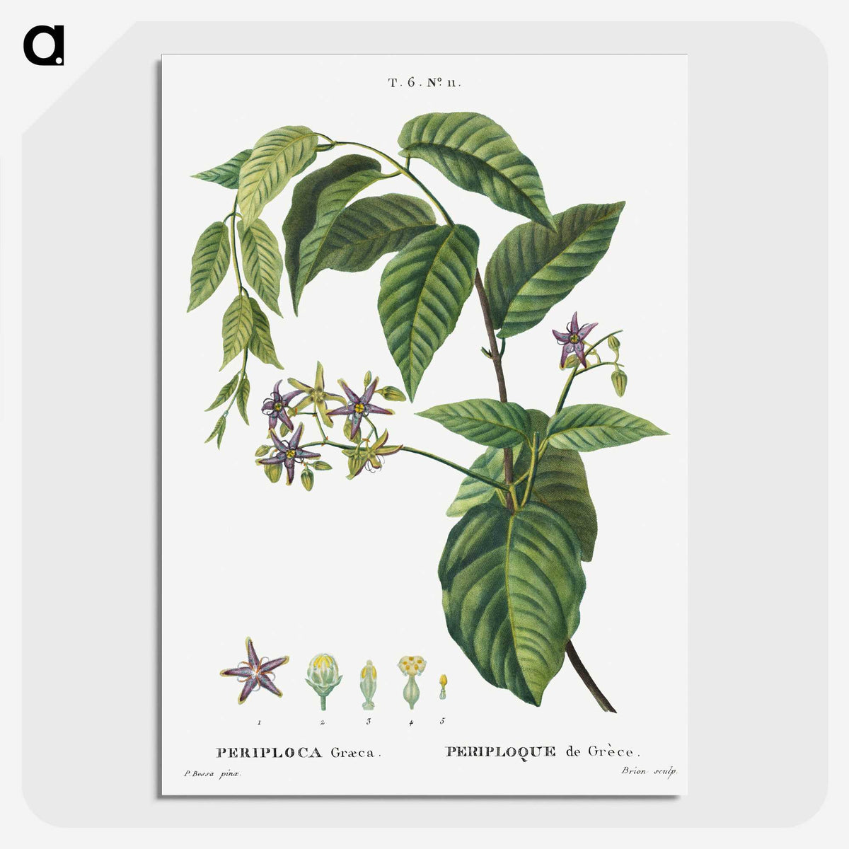 2-8_Treatise-on-Trees-and-Shrubs_picture-crop