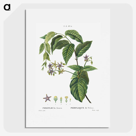 2-8_Treatise-on-Trees-and-Shrubs_picture