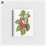 2-8_USDA-Watercolor-Fruit-Painting-Collection_memo
