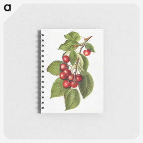 2-8_USDA-Watercolor-Fruit-Painting-Collection_memo
