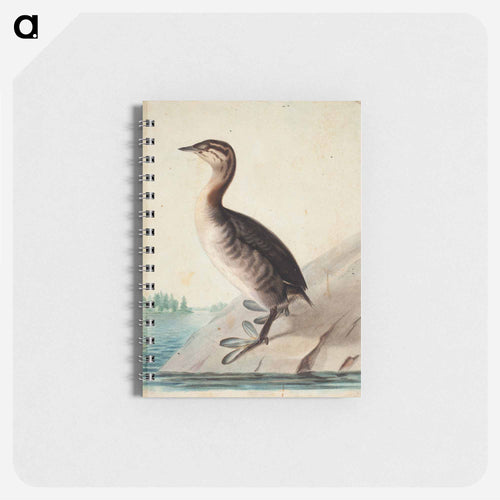 Young horned grebe - ヴィルヘルム フォン ライト Memo.