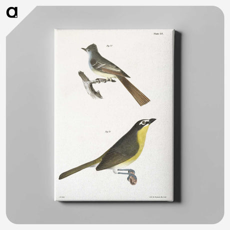 2-8_Zoology-of-New-York_canvas