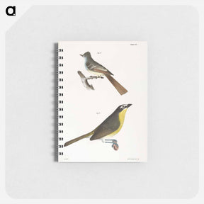 アートメモ帳-The Great-crested Kingbird - ニューヨークの動物学 Memo.