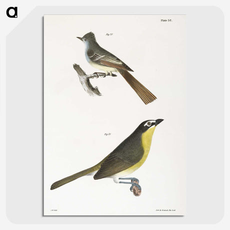 2-8_Zoology-of-New-York_picture-crop