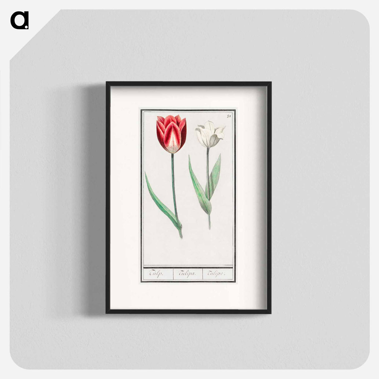 Tulip - アンセルムス ボエティウス デ ブート Poster.