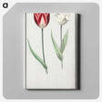 2-90_Anselmus-Boetius-de-Boodt_canvas