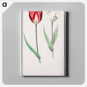 アートパネル-Tulip - アンセルムス ボエティウス デ ブート Canvas.