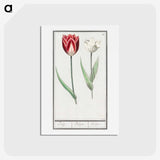 2-90_Anselmus-Boetius-de-Boodt_hagaki
