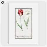 2-90_Anselmus-Boetius-de-Boodt_picture