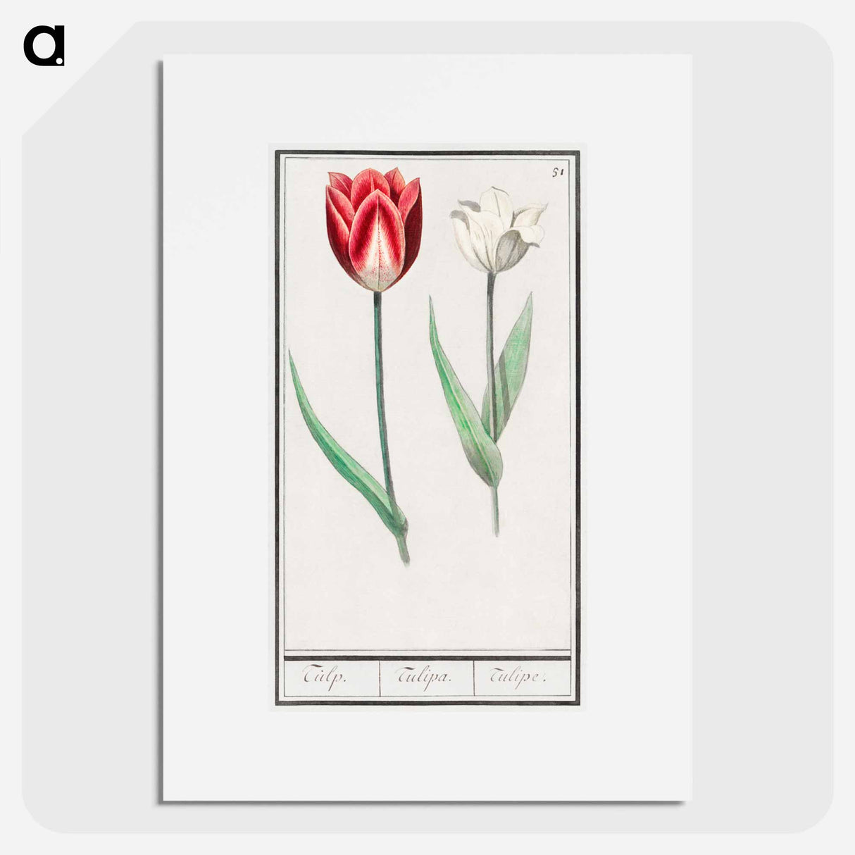 Tulip - アンセルムス ボエティウス デ ブート Poster.