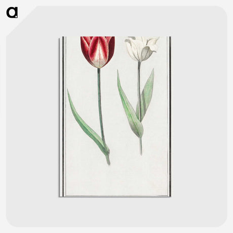 2-90_Anselmus-Boetius-de-Boodt_postcard