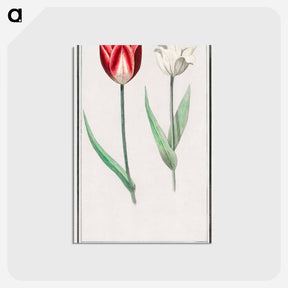 アートポストカード-Tulip - アンセルムス ボエティウス デ ブート Postcard.