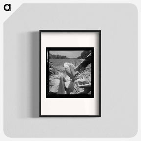 アートポスター-White owner topping tobacco plant - ドロテア ラング Poster.