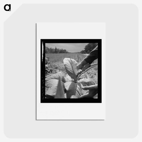 2-90_Dorothea-Lange_hagaki