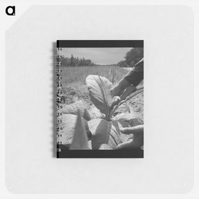 アートメモ帳-White owner topping tobacco plant - ドロテア ラング Memo.