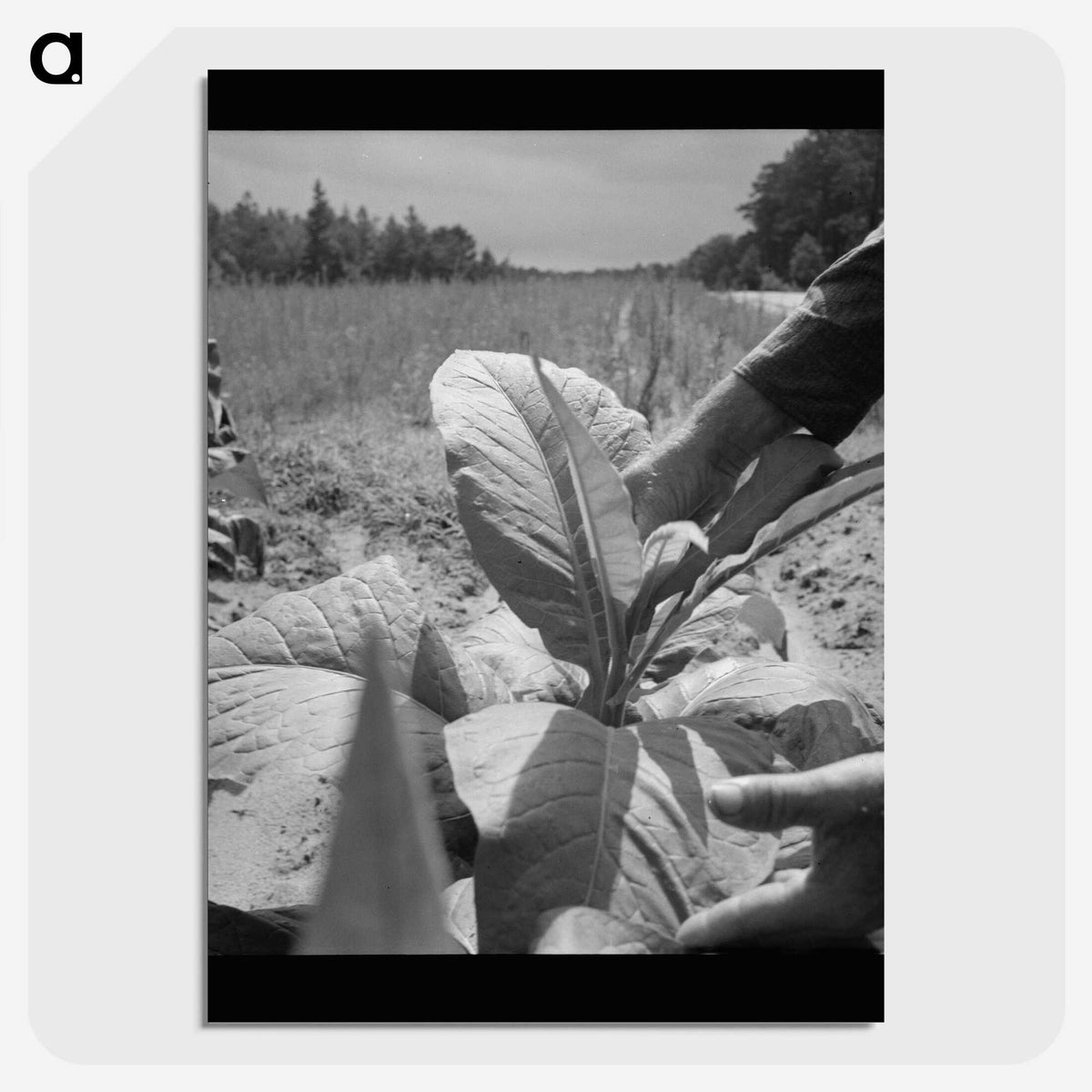 2-90_Dorothea-Lange_picture-crop