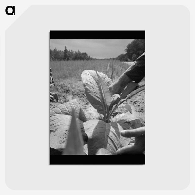 2-90_Dorothea-Lange_postcard