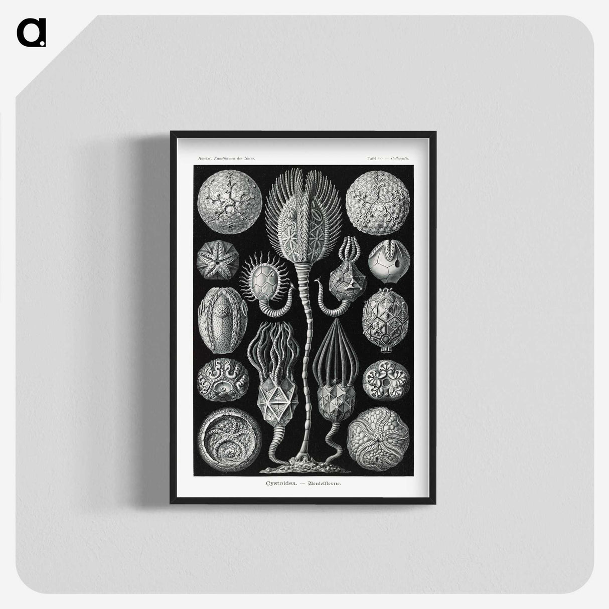 2-90_Ernst-Haeckel_blk-crop
