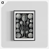 2-90_Ernst-Haeckel_blk-crop
